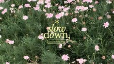 the words slow down are written in front of some pink daisies and other flowers