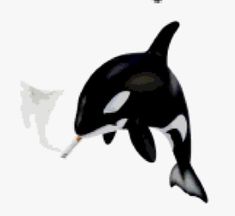 an orca jumping in the air with its mouth open while another one flies by