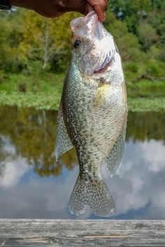 a large fish being held up to the camera by a person's hand on a dock