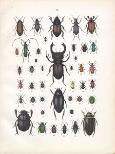 an old book with different types of bugs on it's pages, including one beetle and