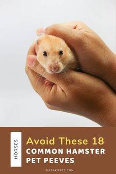 Discover the dislikes of your hamster and learn how to provide a comfortable and enjoyable living environment. This guide outlines 18 common things that hamsters may find unpleasant, from noisy surroundings to improper handling. Gain insights into understanding your hamster's preferences to foster a loving and stress-free relationship. Whether you're a new hamster owner or looking to enhance your care practices, this resource will help you ensure the well-being and happiness of your tiny Hamster Life, Loud Noises, Pet Peeves, Living Environment, The Well, The Fosters