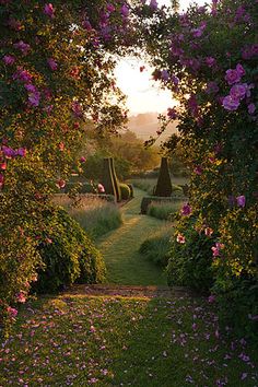 the sun is shining through some bushes and flowers