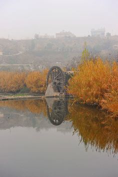 a ferris wheel sitting in the middle of a lake surrounded by tall grass and trees