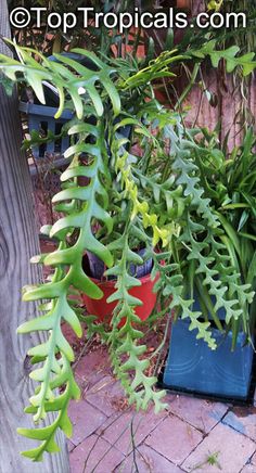 green plants are growing on the side of a wooden fence