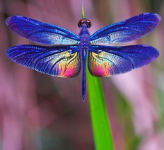 a blue dragonfly sitting on top of a green plant next to purple flowers and grass