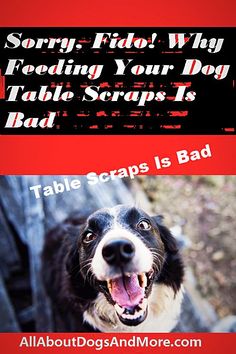 a black and white dog with its mouth open next to a red sign that says sorry, fido why feeding your dog table scraps is bad