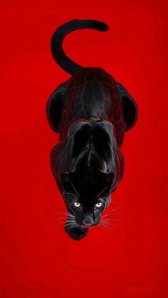 a black cat on a red background looking up