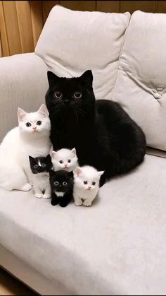 a black cat sitting on top of a white couch with five kittens around it