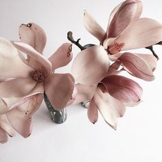 three pink flowers in a vase on a white surface