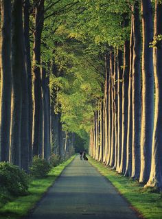 two people are walking down the road between tall trees