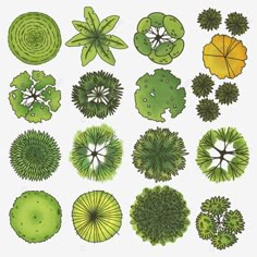 an overhead view of various trees and plants in different shapes, sizes and colors on a white background