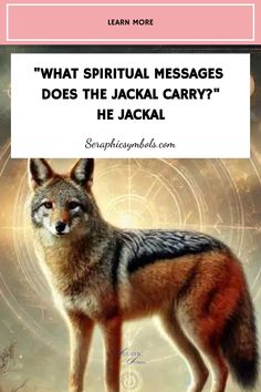 a wolf standing on top of a field with the caption, what ritual messages does the jackal carry? he jackal