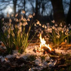 some snowdrops are growing in the grass near a campfire with bright lights