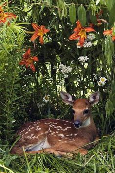 a small deer laying in the grass next to flowers