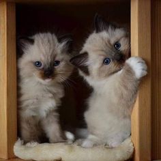 two kittens playing with each other in a wooden box, one is white and the other is blue