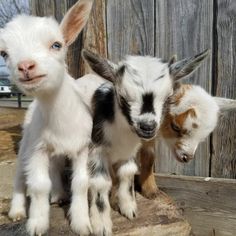 three baby goats standing next to each other