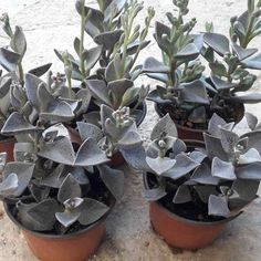 three potted plants are sitting on the ground