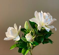 white flowers are in a vase with green leaves