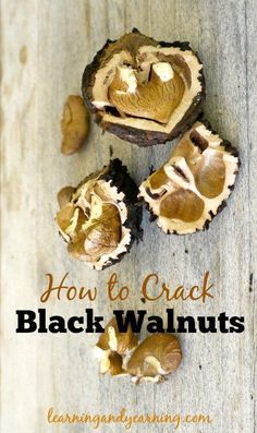 Learn how to harvest, crack and use black walnuts! Black Walnuts Recipes, Black Walnut Tree, Wild Food Foraging, Healthy Afternoon Snacks, Walnut Recipes, Foraged Food, Edible Seeds, Homesteading Skills, Corner Garden