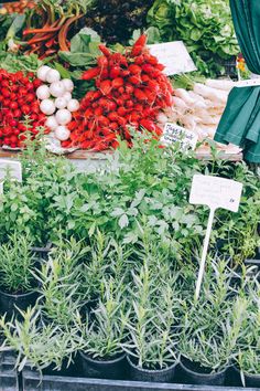 many different types of vegetables are on display