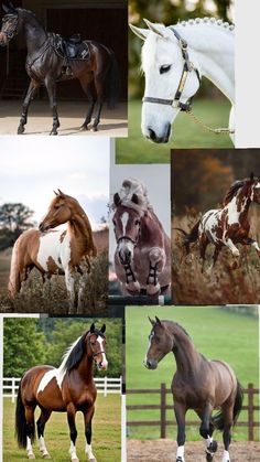 many different horses are shown in this collage