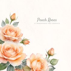 watercolor painting of peach roses with green leaves