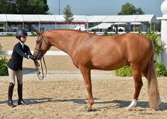 a woman standing next to a brown horse