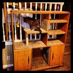 a cat sitting on top of a wooden book shelf next to a stair case in a room