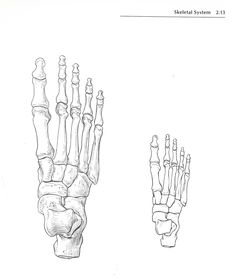 an image of a hand and foot bones