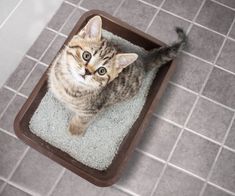 a kitten sitting in a litter box on the floor with its paws up and eyes wide open