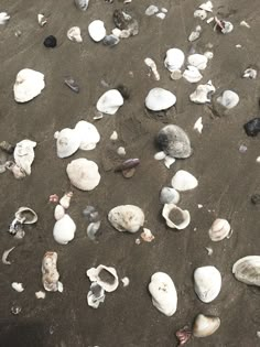 many different types of shells on the sand