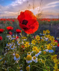 a field full of flowers with the sun in the background