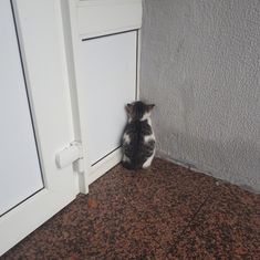 a cat sitting on the floor in front of an open door and looking at something