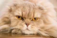 a long haired cat laying on top of a wooden table with its eyes wide open