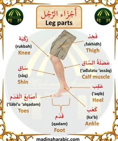 an image of leg parts in arabic with the names and their corresponding words on it