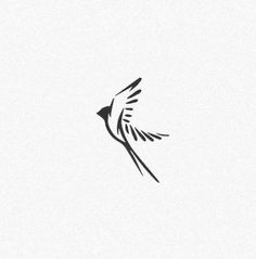 a black and white bird flying in the sky