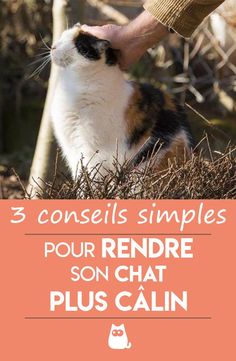 a cat sitting in the grass with its owner petting it's face and text that reads, 5 conseies simples pour rendre son chat plus calm