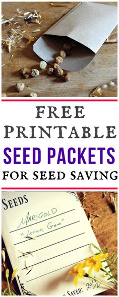 seed packet for seed saving with the title free printable seed packets for seed savings