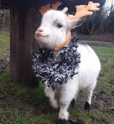 a white goat wearing a black and silver tinsel scarf around its neck standing next to a wooden structure