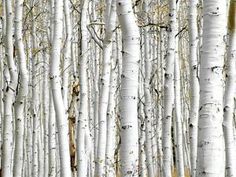 a group of white birch trees in the woods