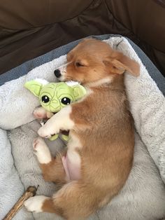 a small dog laying on top of a white blanket next to a stuffed yoda