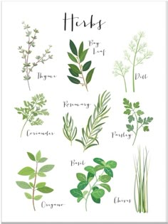 the herbs poster is shown with green leaves and other plants on it's white background