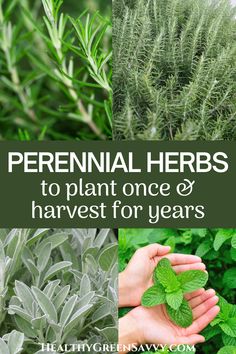 several different herbs with the words perennial herbs to plant once and harvest for years