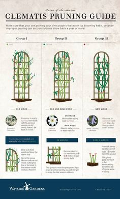 an info sheet describing the different types of plants and how they are used to grow them