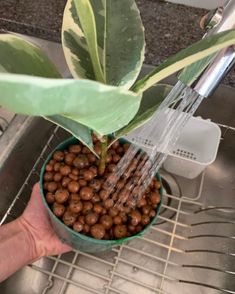 a person is pouring water into a potted plant with brown beans in it on the sink