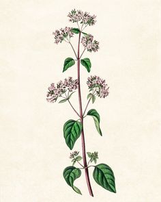 an illustration of a plant with leaves and flowers