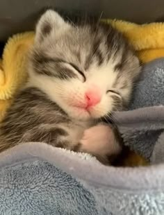 a small kitten sleeping on top of a blue and yellow blanket with its eyes closed