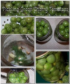 several pictures of green cherry tomatoes in glass jars with pine sprigs on top