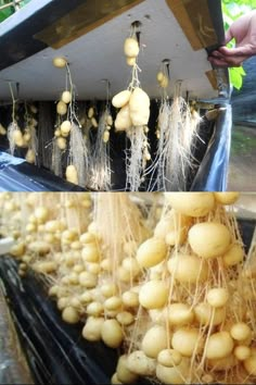 several stages of growing potatoes from seed to plant in an indoor grower and then drying