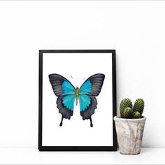 a blue and black butterfly on a white wall next to a potted cactus